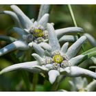 Das Edelweiss