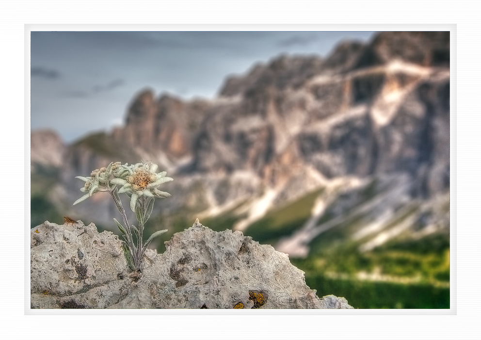 Das Edelweiss ...