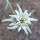 das Edelweiss