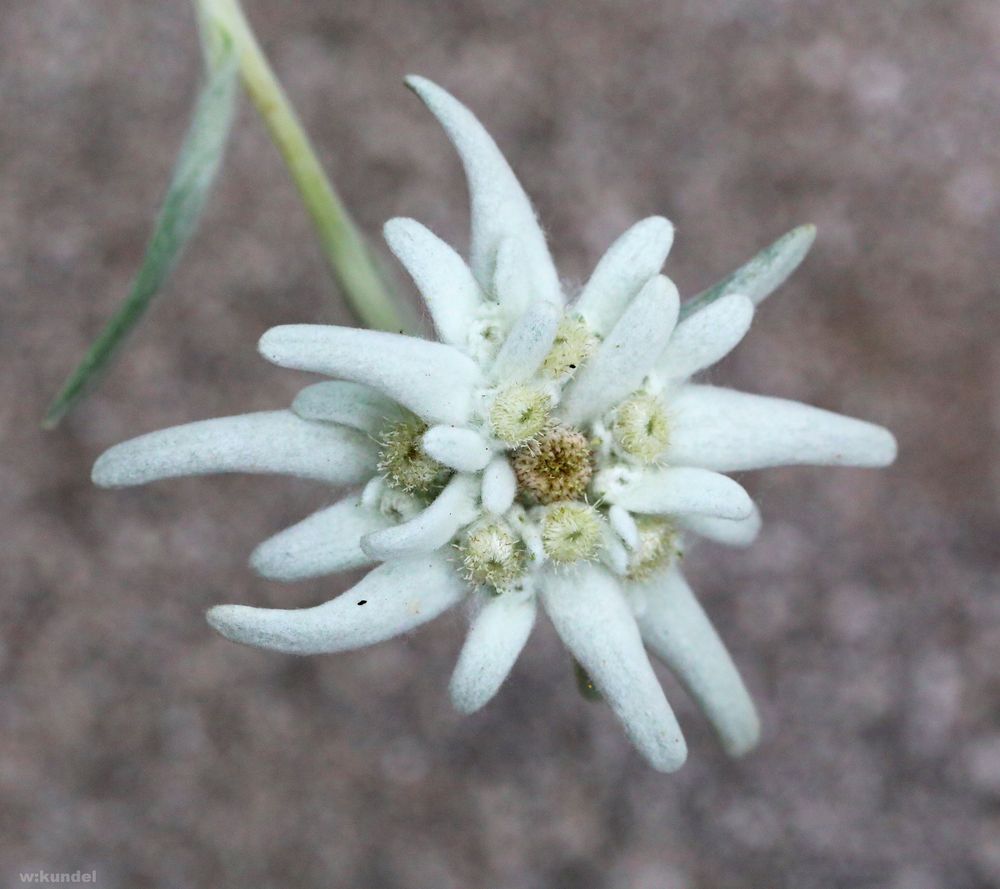 das Edelweiss Foto & Bild | natur, pflanzen, wildpflanzen Bilder auf