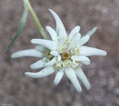 das Edelweiss