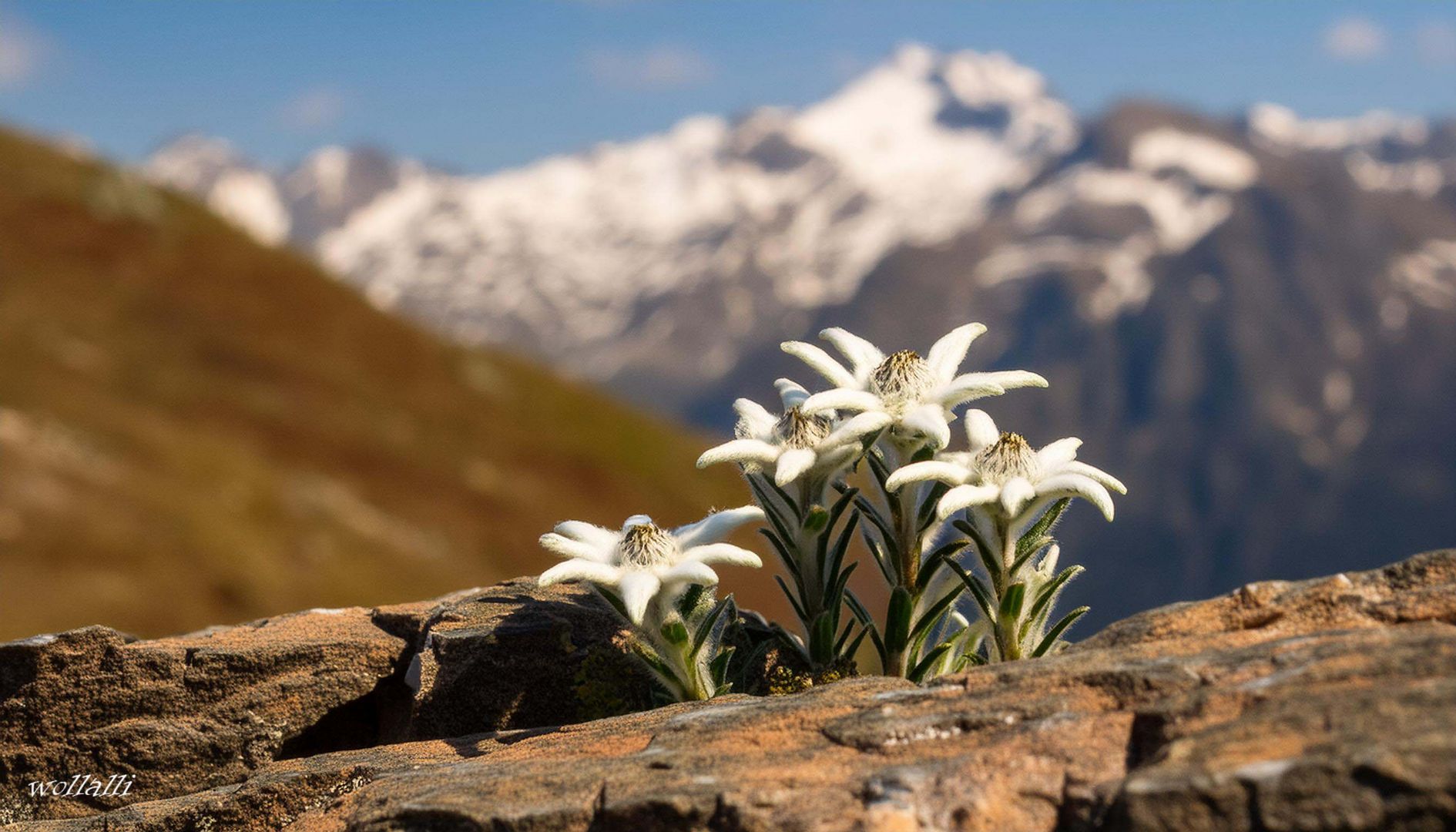 Das Edelweiss in den Bergen (KI)