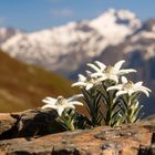 Das Edelweiss in den Bergen (KI)