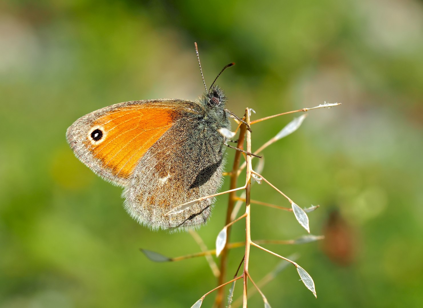 Das edle kleine Wiesenvögelchen (Coenonympha pamphilus) - Le Petit Papillon des foins. 