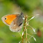 Das edle kleine Wiesenvögelchen (Coenonympha pamphilus) - Le Petit Papillon des foins. 