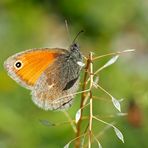 Das edle kleine Wiesenvögelchen (Coenonympha pamphilus) - Le Petit Papillon des foins. 