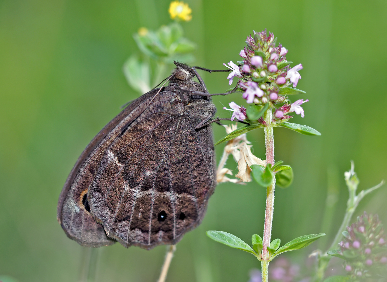 Das edle Weißkernauge (Satyrus ferula) - La Grande Coronide.