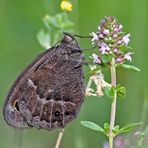 Das edle Weißkernauge (Satyrus ferula) - La Grande Coronide.