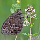 Das edle Weißkernauge (Satyrus ferula) - La Grande Coronide.