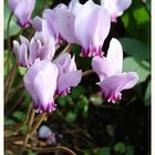 Das efeublättrige Alpenveilchen (Cyclamen hederifolium)wächst in meinem Garten.