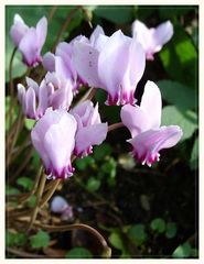 Das efeublättrige Alpenveilchen (Cyclamen hederifolium)wächst in meinem Garten.