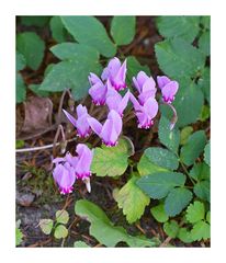 Das efeublättrige Alpenveilchen (Cyclamen hederifolium)wächst in unserem Garten