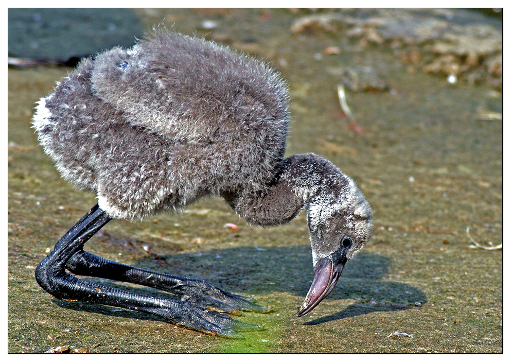 Das Ei des Flamingo - und was daraus wurde.