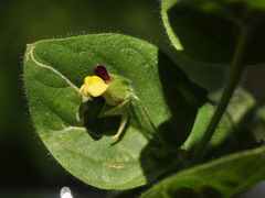 Das Eiblättige Tännelkraut (Kickxia spuria)