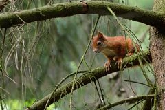 Das Eichhörnchen 2