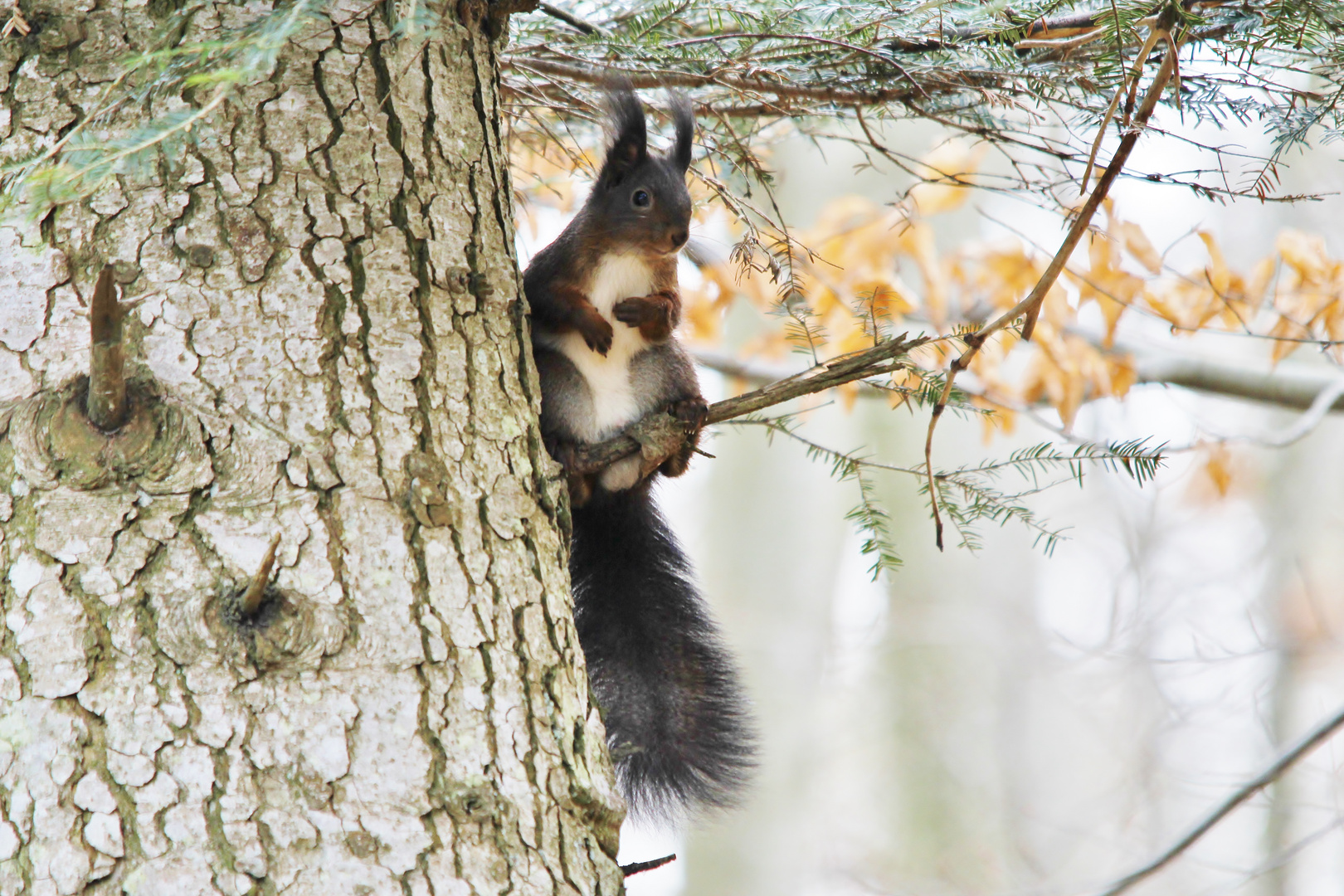 Das Eichhörnchen