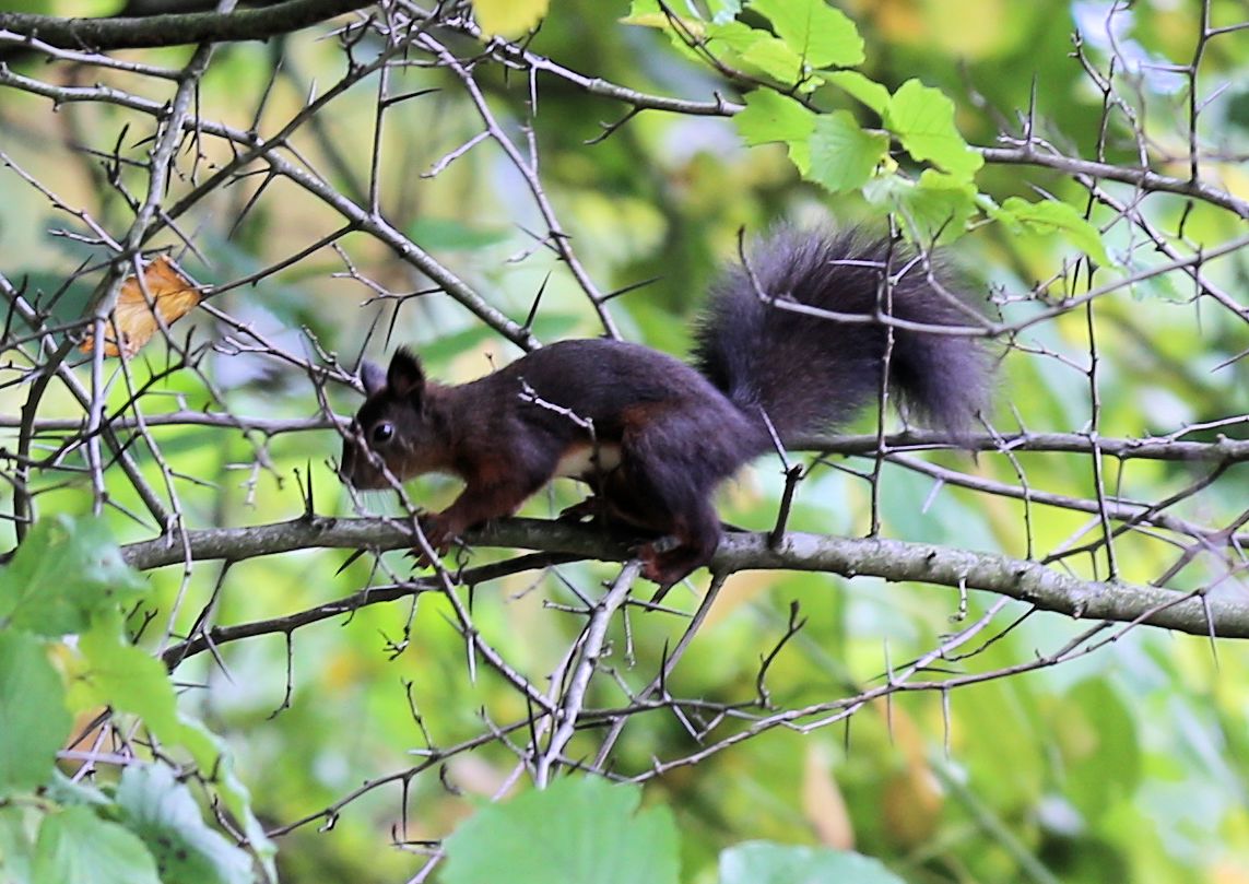 Das Eichhörnchen...