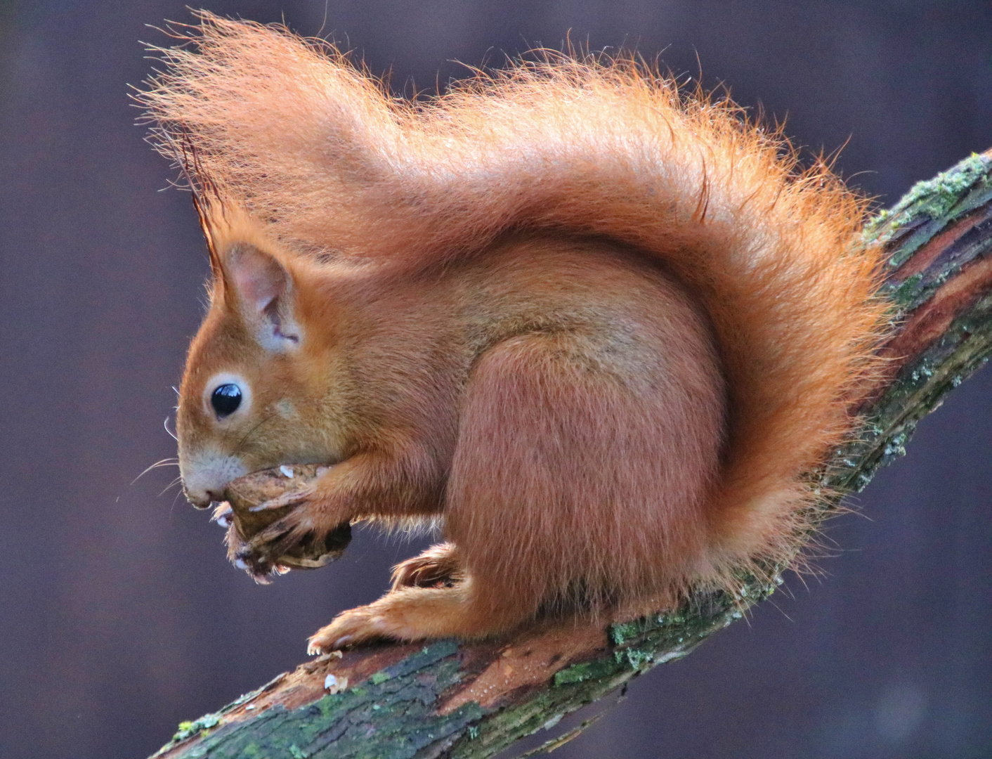 Das Eichhörnchen Foto & Bild tiere, wildlife, säugetiere Bilder auf Das Eichhörnchen Foto & Bild tiere, wildlife, säugetiere Bilder auf