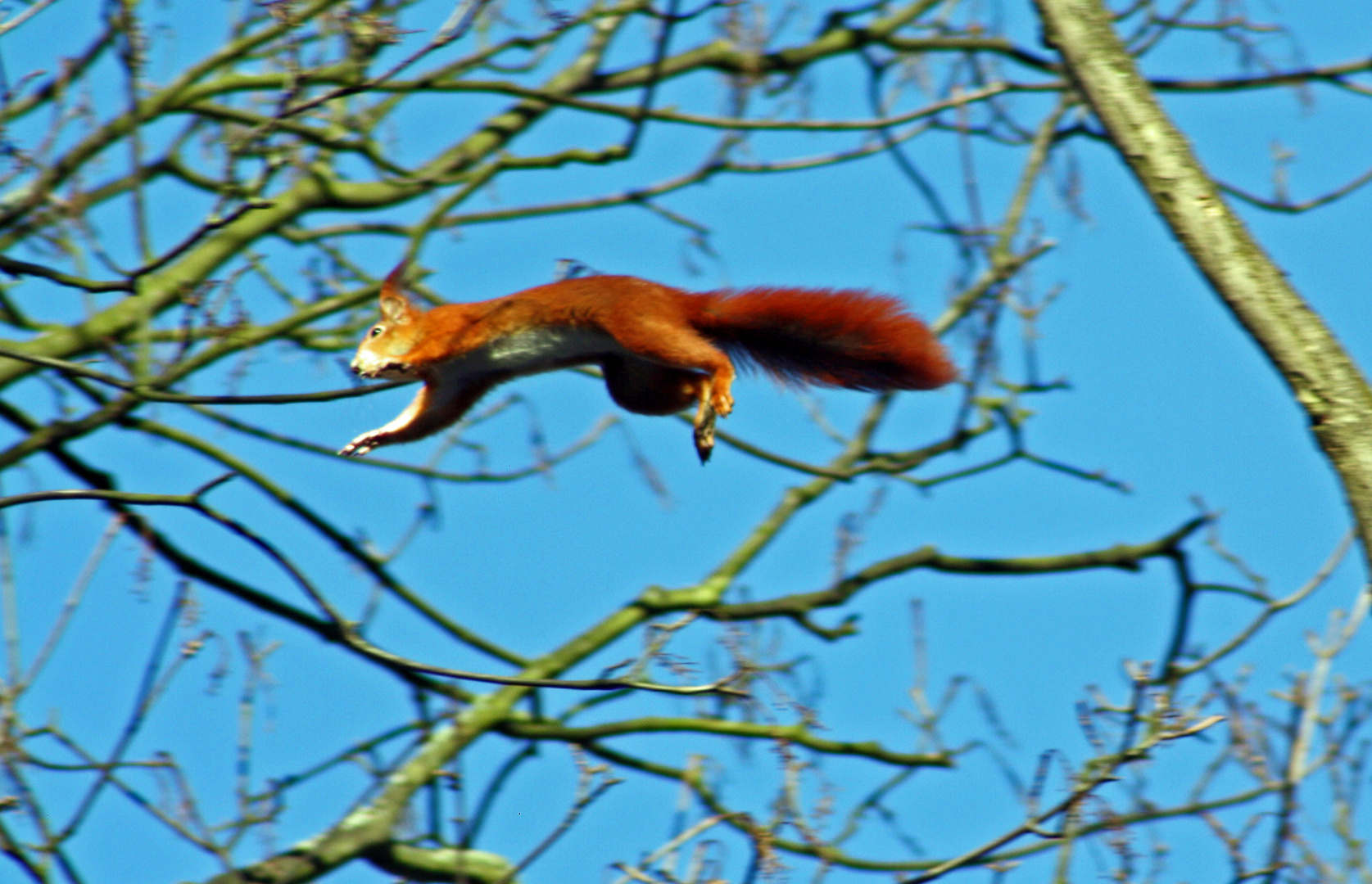 Das Eichhörnchen ...