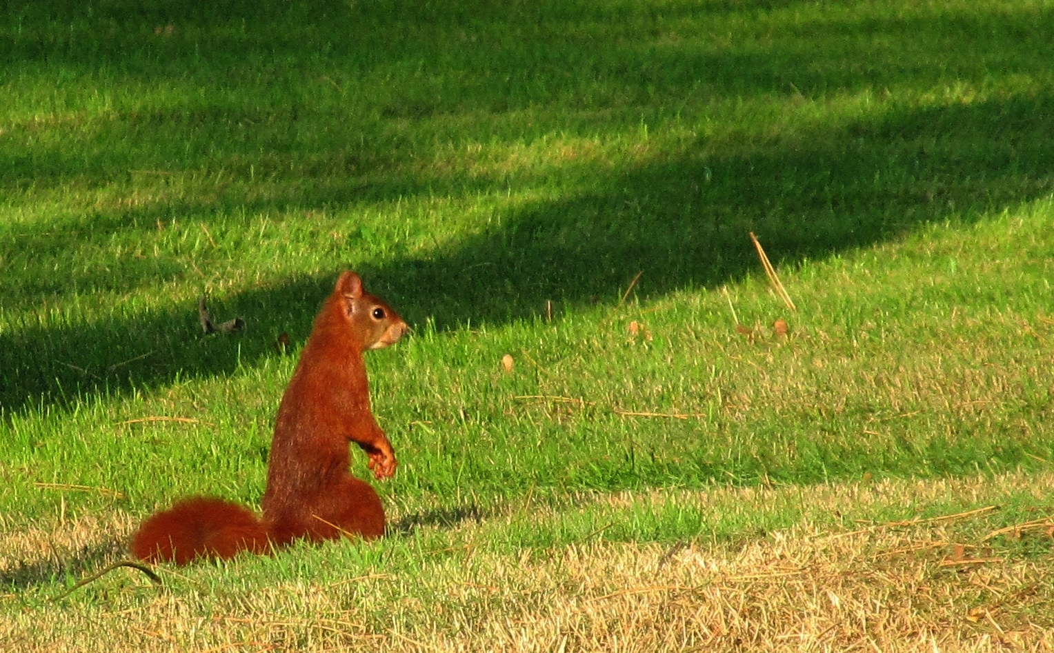 das Eichhörnchen ....