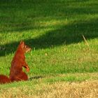 das Eichhörnchen ....