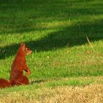 das Eichhörnchen ....