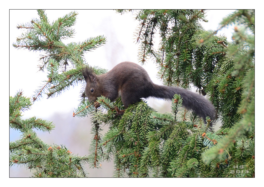 Das Eichhörnchen