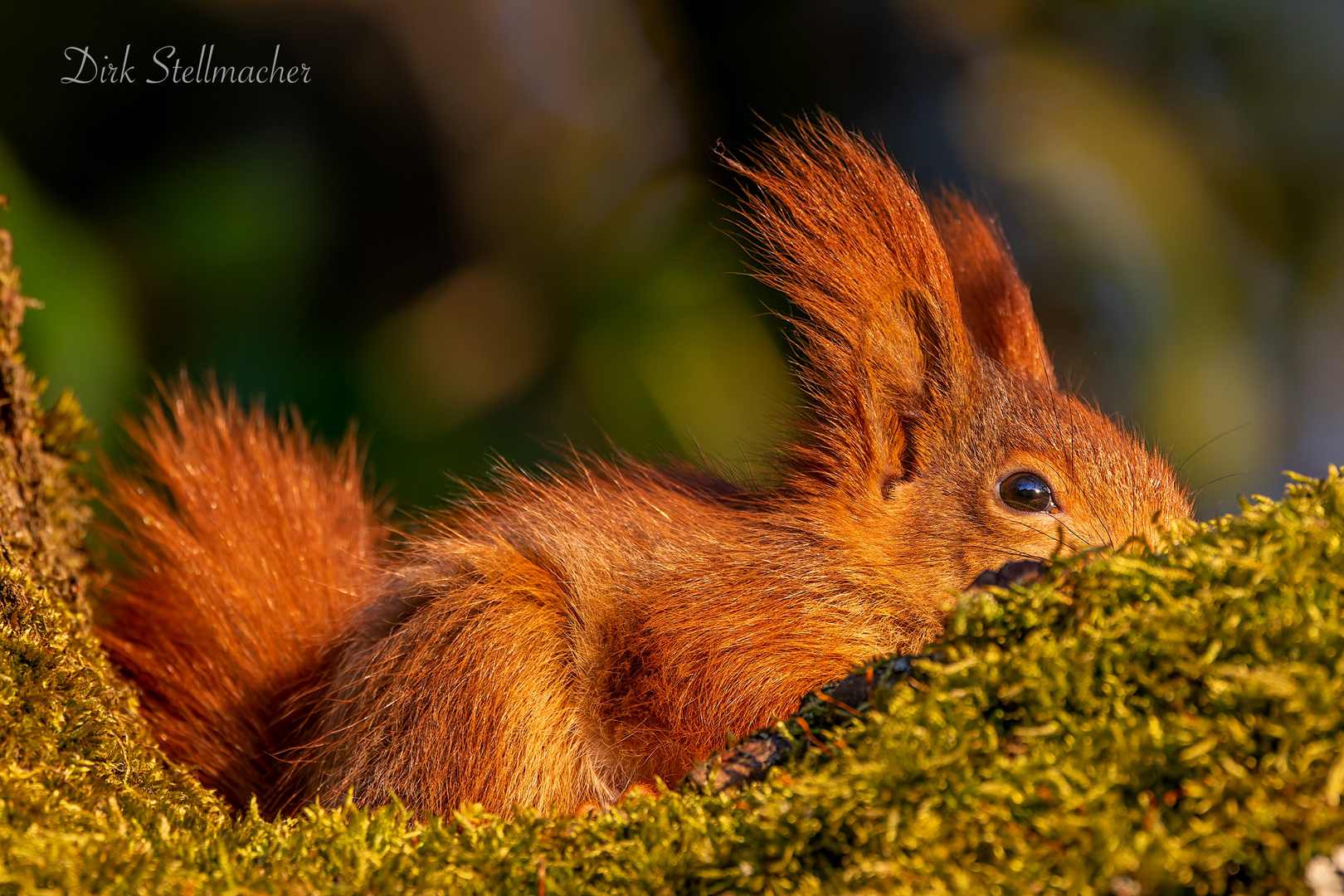 Das Eichhörnchen