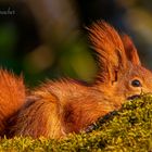 Das Eichhörnchen