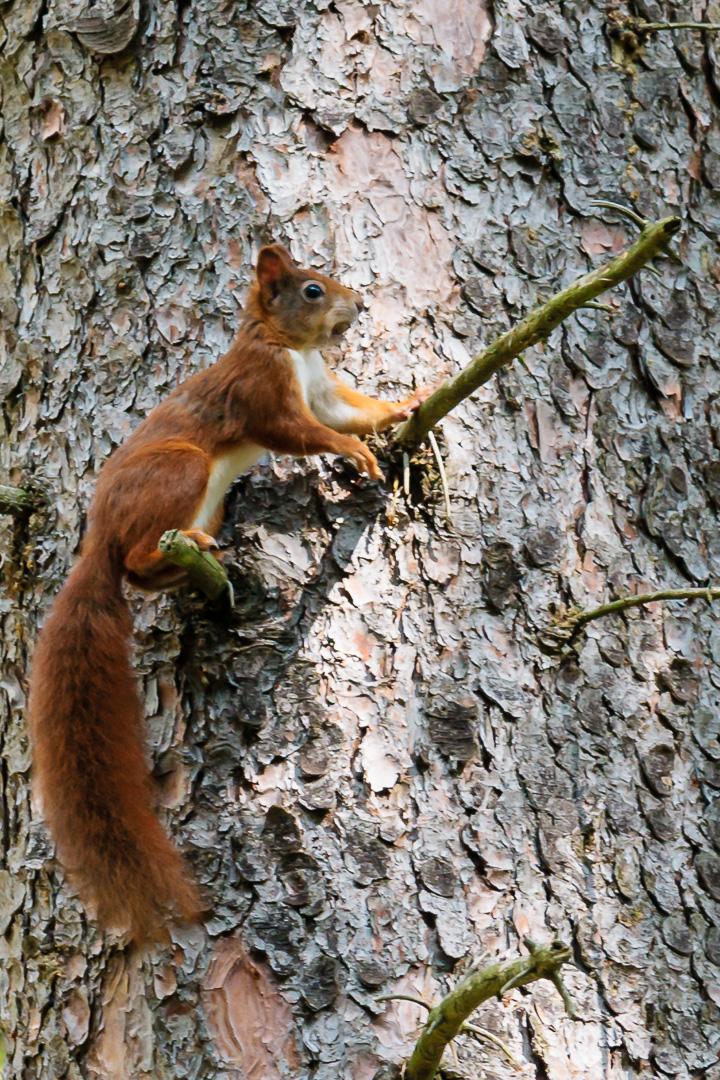 Das Eichhörnchen