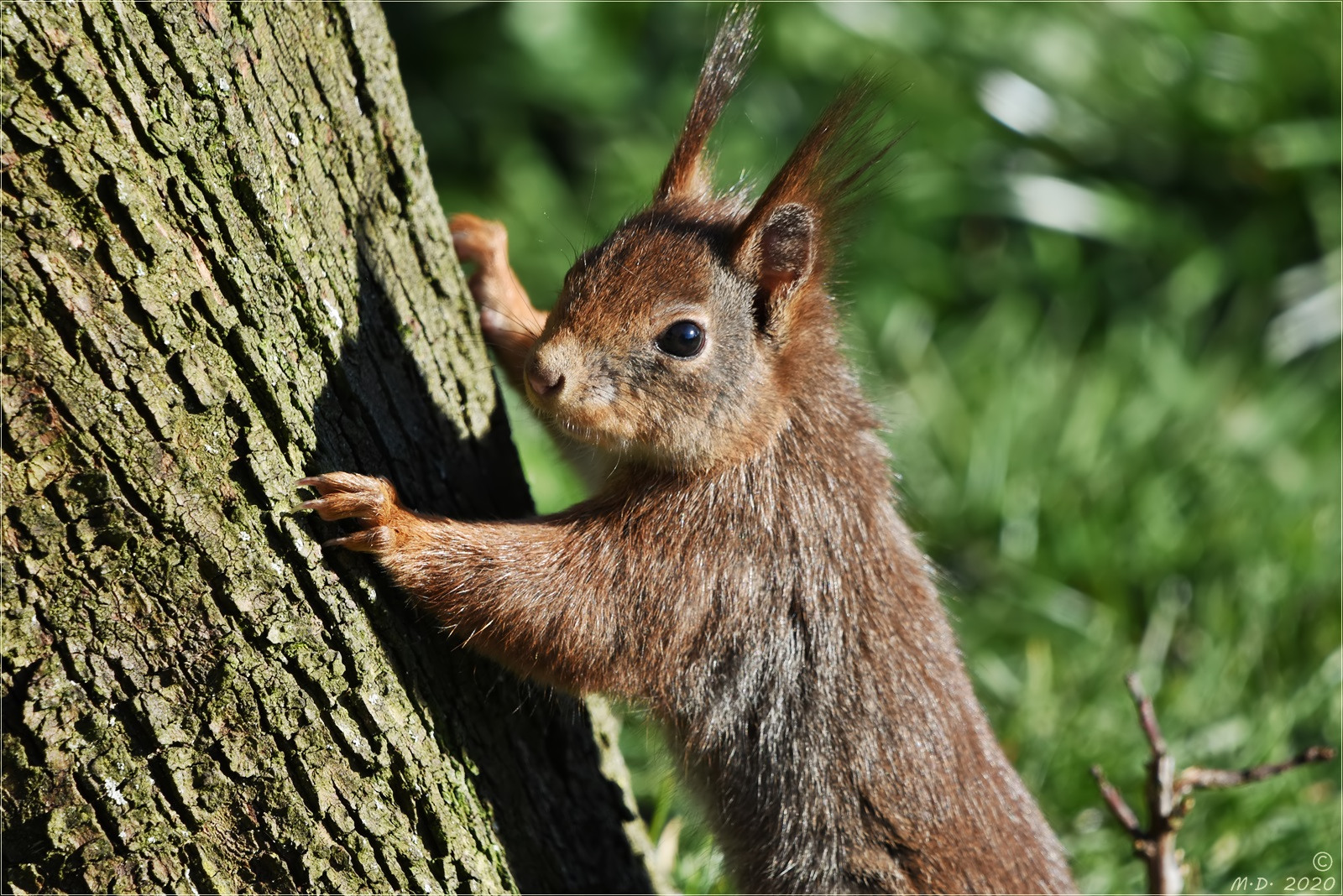 Das Eichhörnchen Foto & Bild eichhörnchen, natur, tiere Bilder auf Das Eichhörnchen Foto & Bild eichhörnchen, natur, tiere Bilder auf
