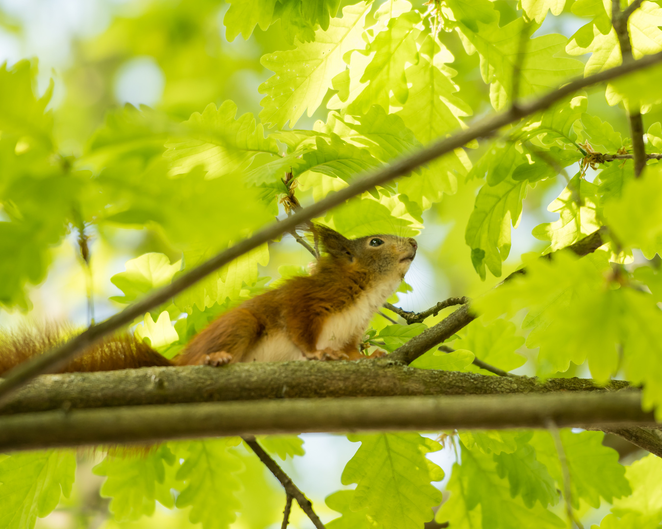 Das Eichhörnchen 