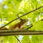 Das Eichhörnchen 