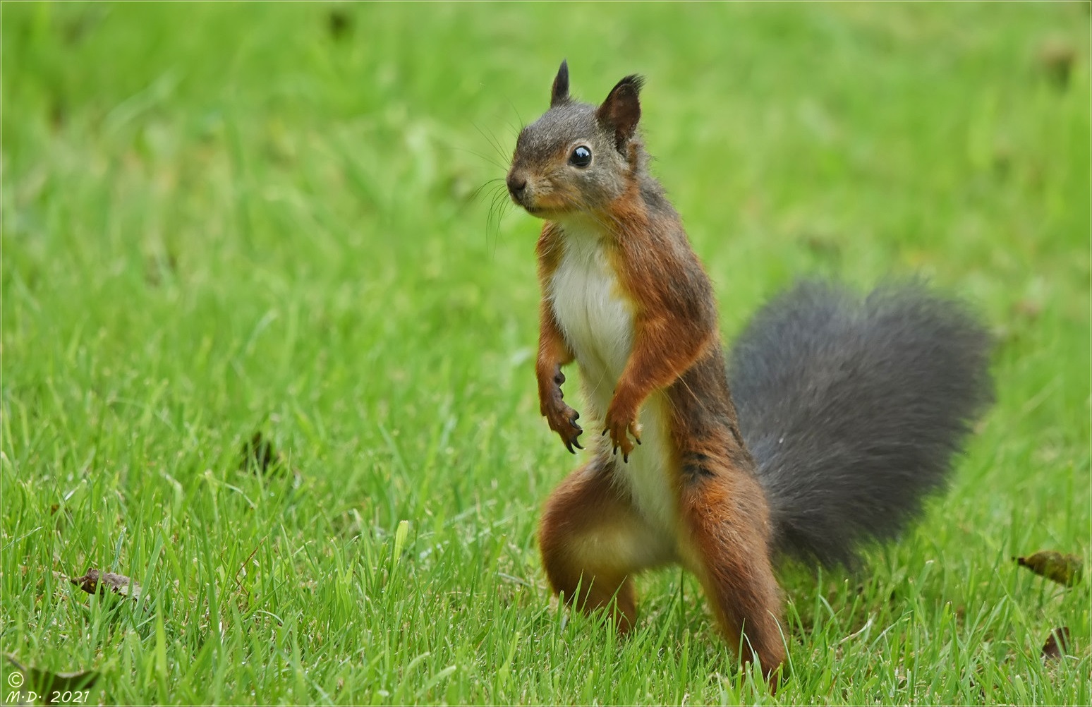 Das Eichhörnchen ...