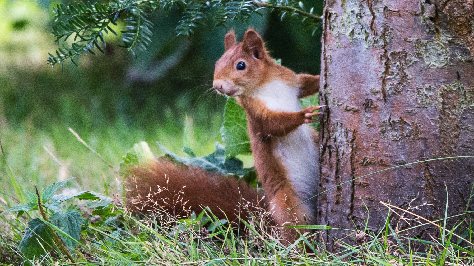 Das Eichhörnchen..