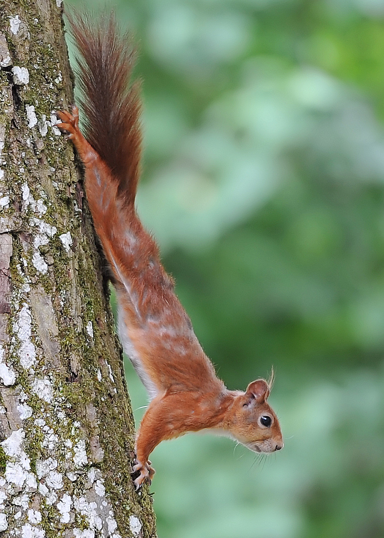 Das Eichhörnchen