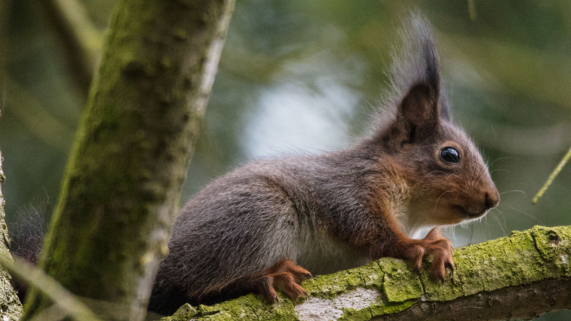 Das Eichhörnchen...