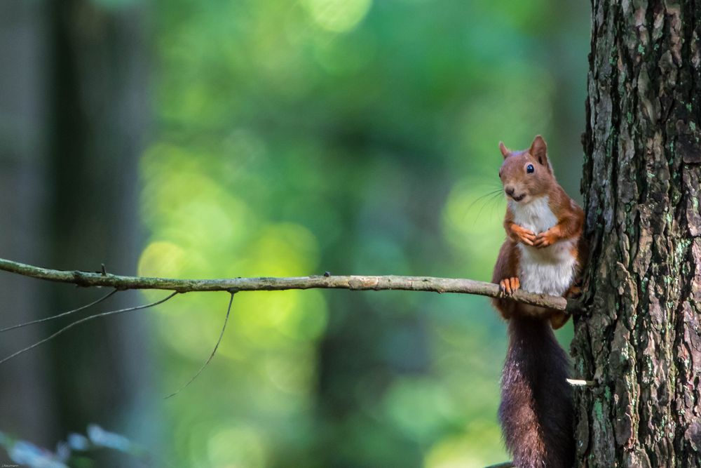 Das Eichhörnchen