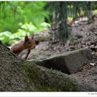 Das Eichhörnchen.