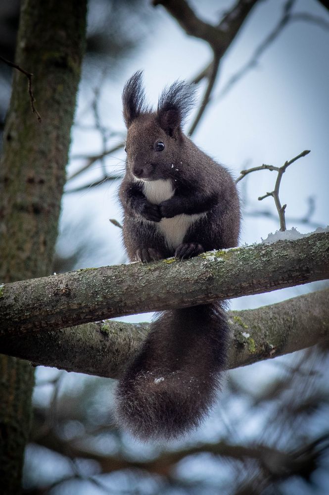 das Eichhörnchen