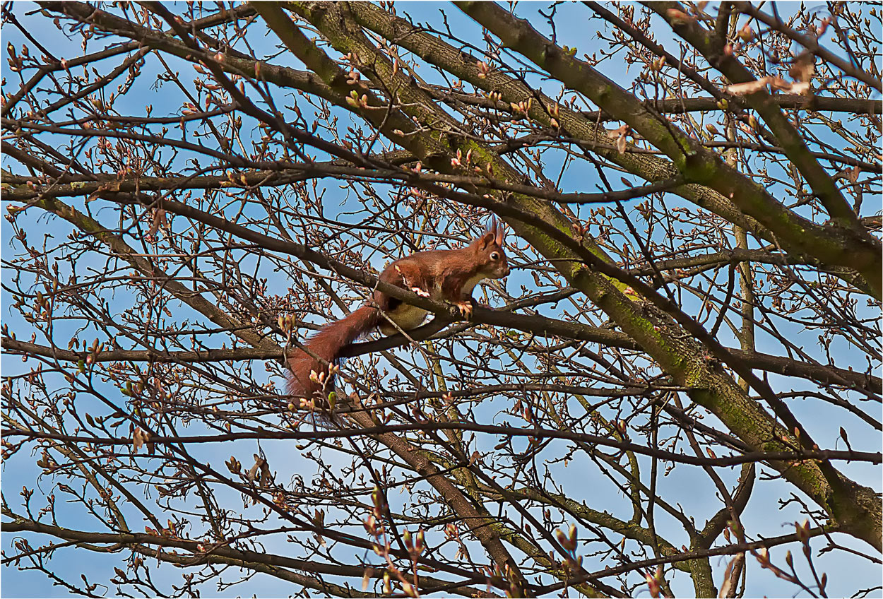 Das Eichhörnchen...