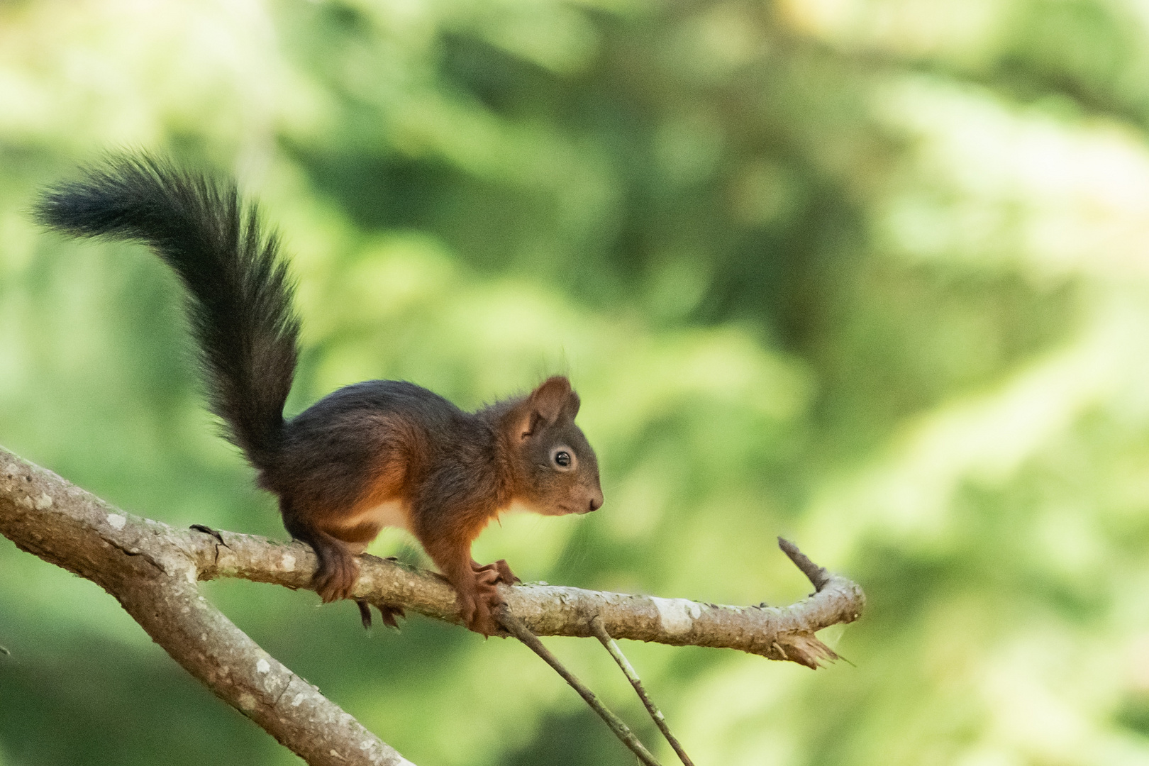 Das Eichhörnchen 