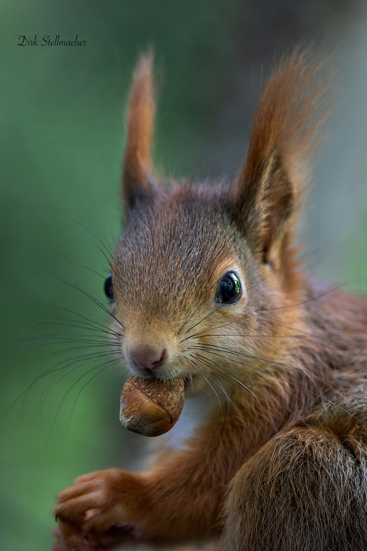 Das Eichhörnchen 