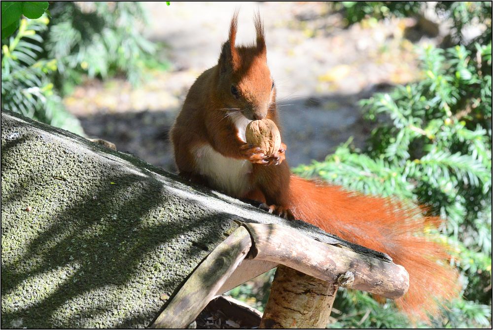 Das Eichhörnchen...... Foto & Bild tiere, wildlife, säugetiere Bilder auf Das Eichhörnchen...... Foto & Bild tiere, wildlife, säugetiere Bilder auf