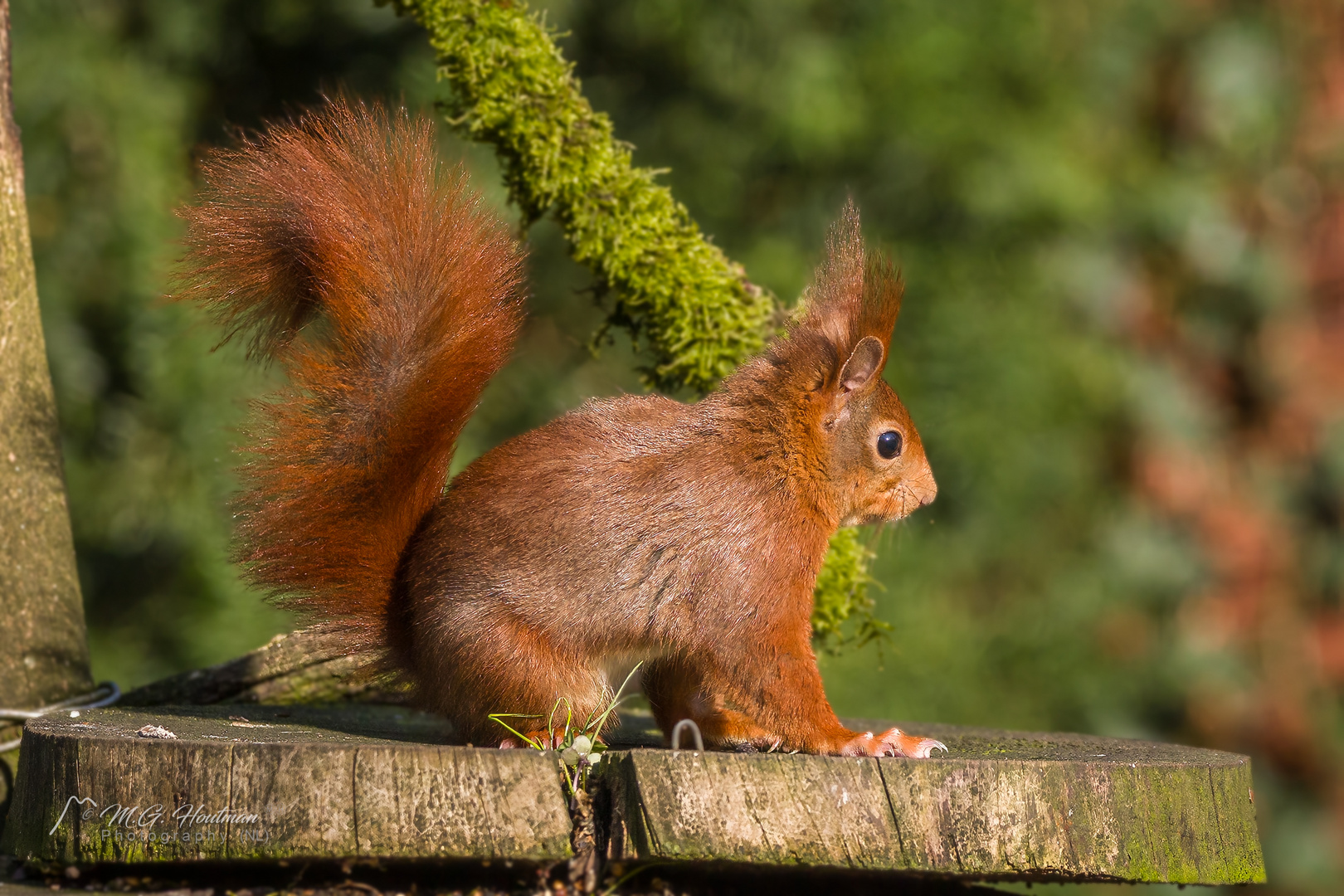 Das Eichhörnchen als Modell