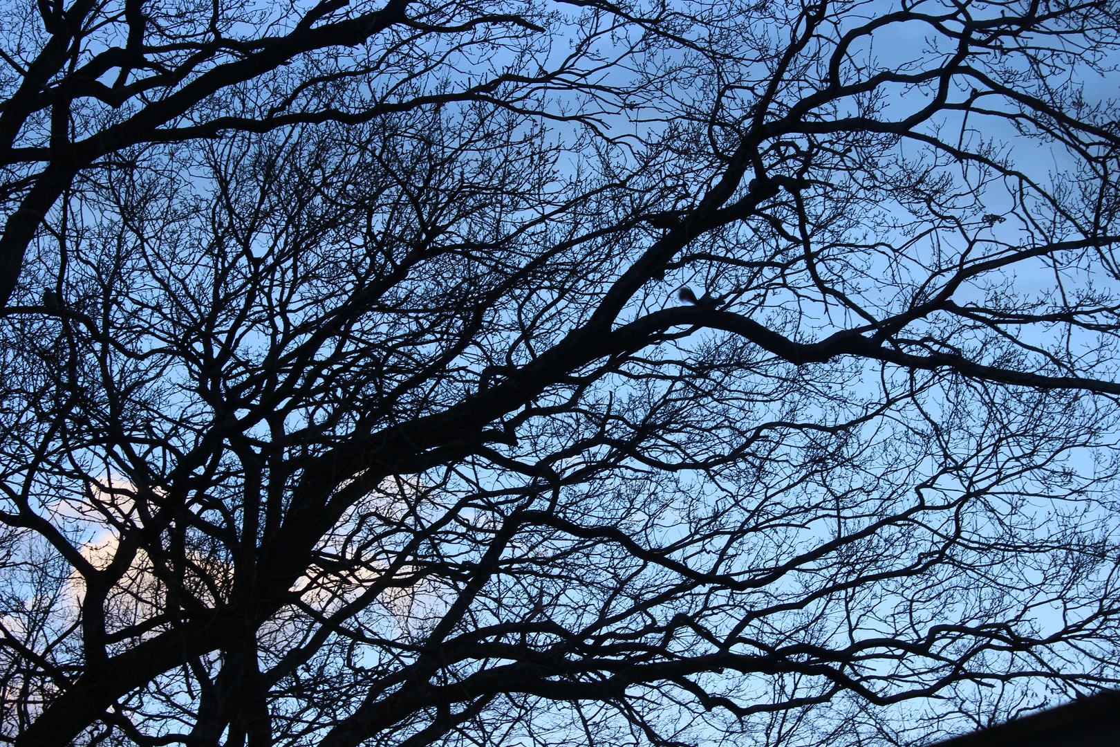 Das Eichhörnchen auf dem Baum