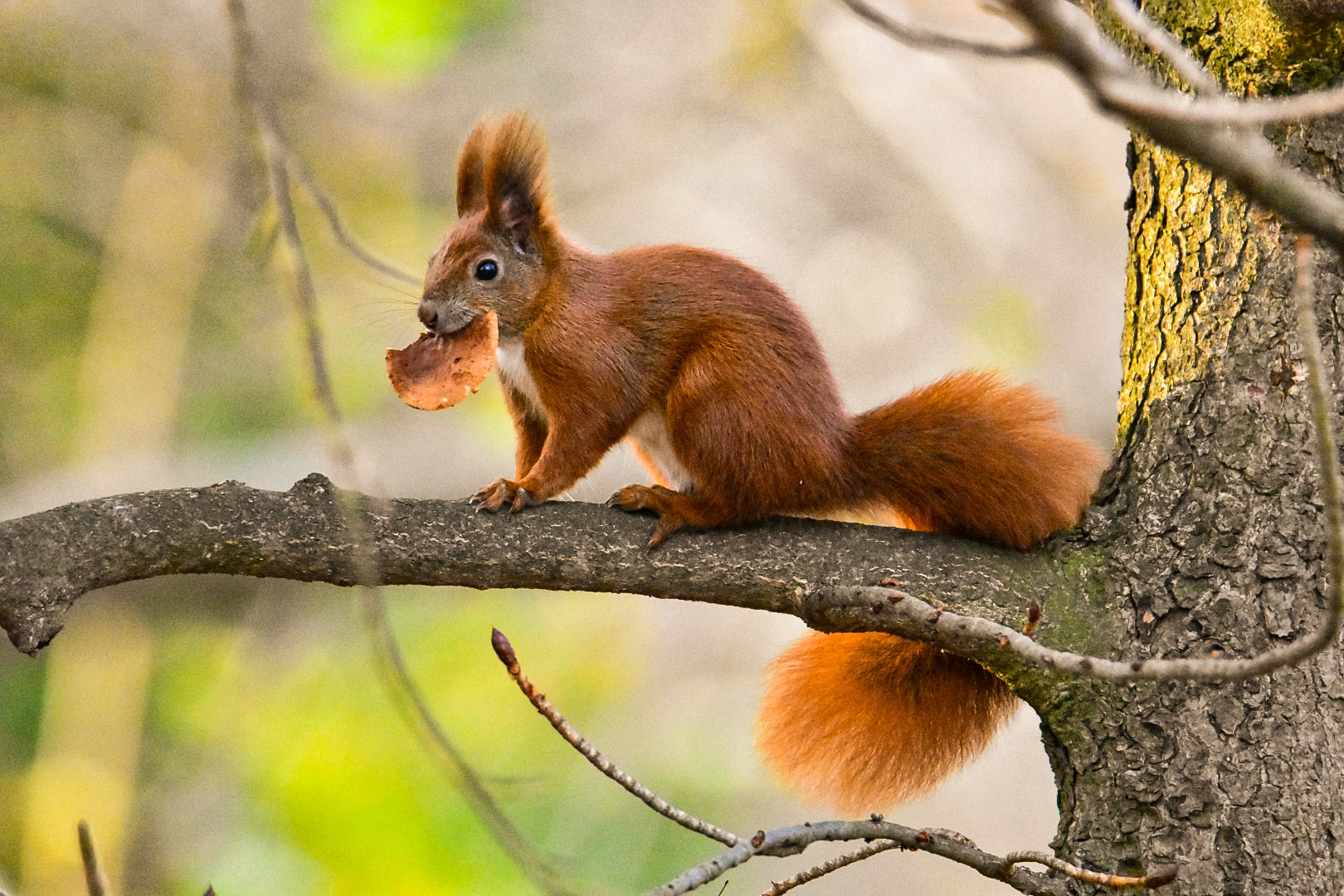 Das Eichhörnchen auf dem Baum