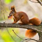 Das Eichhörnchen auf dem Baum