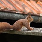 Das Eichhörnchen auf dem kalten Gartenhausdach