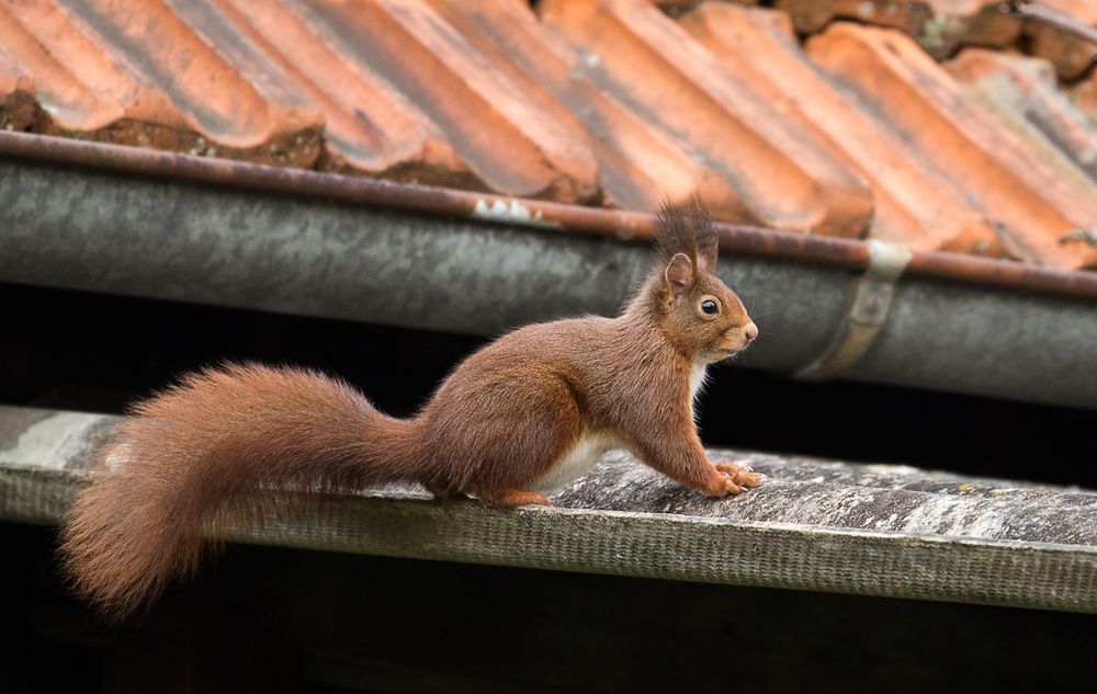 Das Eichhörnchen auf dem kalten Gartenhausdach